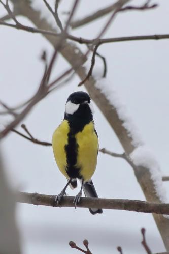 ��� ��, ��������? 