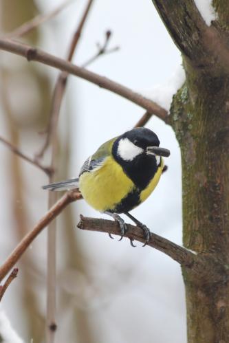 � ��������. 