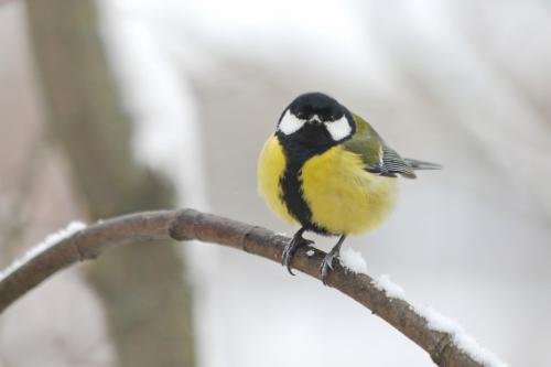 �������. 