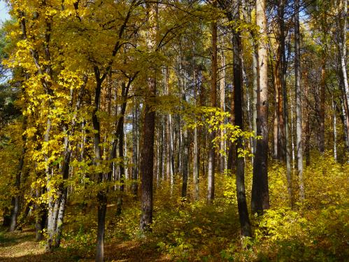 ������� ���