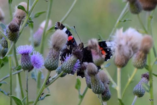 ������� ������� � ����� ����