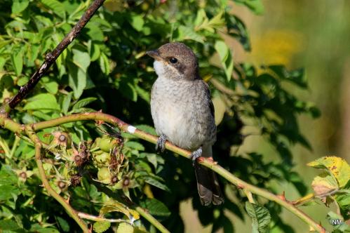 ����� - ������� ��� ������� �����