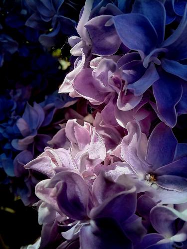 ��������� ���