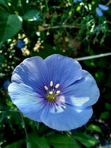 �������� �������