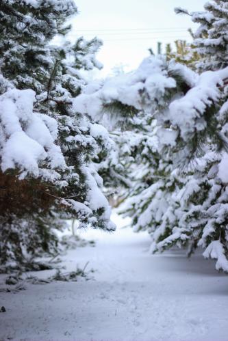 ���� � �������� �������