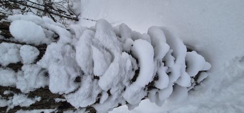 ������� �����