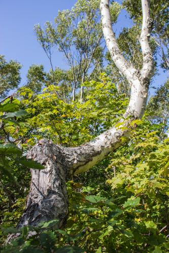 ��������� �������