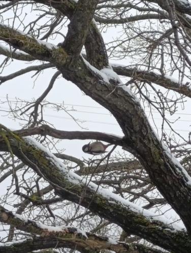 ������ ������� �����