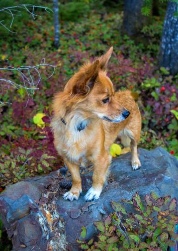 � ���� ���� ������ ����������