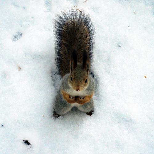 ������ �����