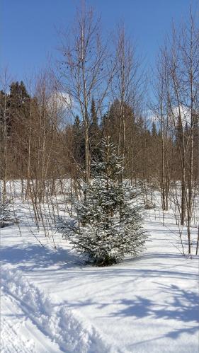 �������� ���������