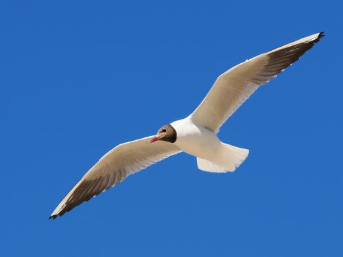 ���� �����