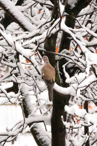 � ����� ����