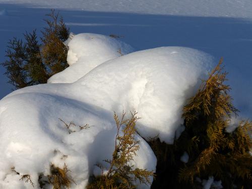 ���� ������� ������