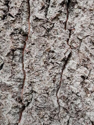 ���� ���