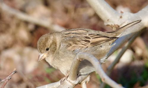 ������� �� �����