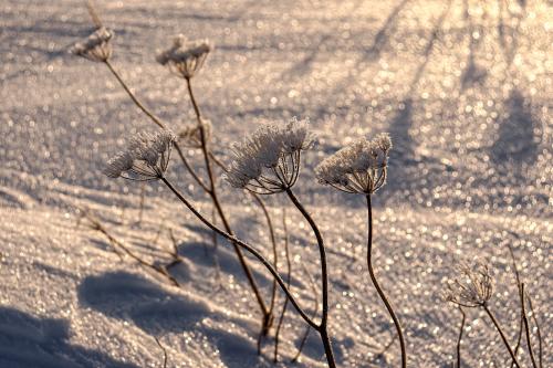 ������ ���� �����