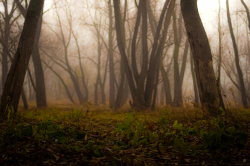 � ������ 