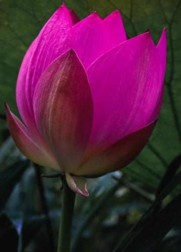 ����� �������