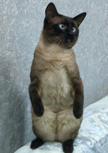 �������� ����������