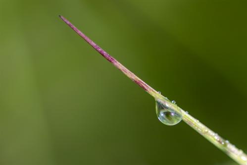 ����� ����