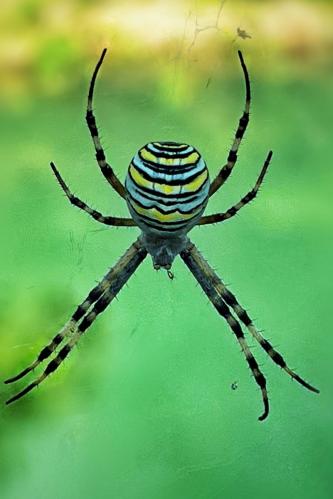 �������. 