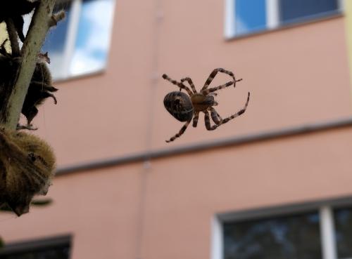 � ���� ������?