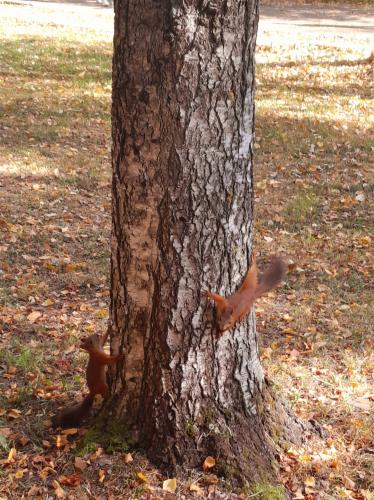 ���� �����