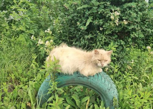 ������ ����� �� �������...