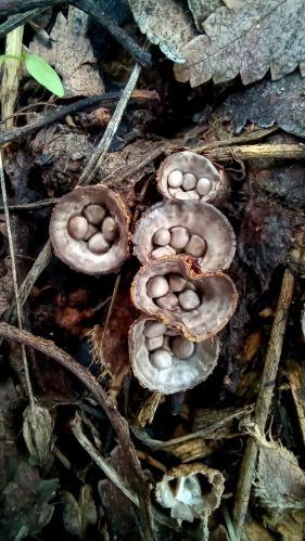 ����� ����������