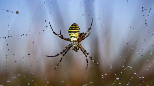 ���� - ���