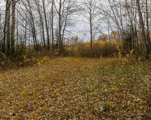 ������ �����