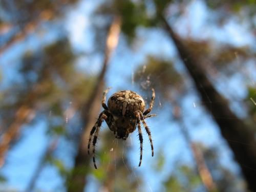 � �������� ����