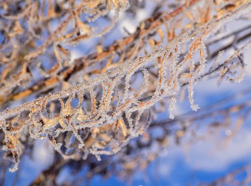 ������� �����