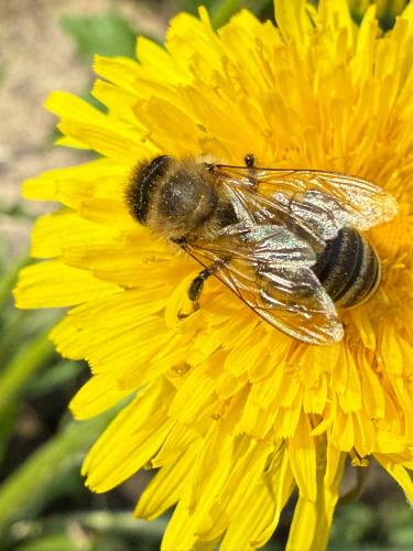 ������ ������