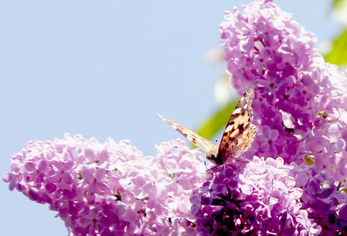 ������ � �������