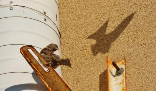 ����� ����