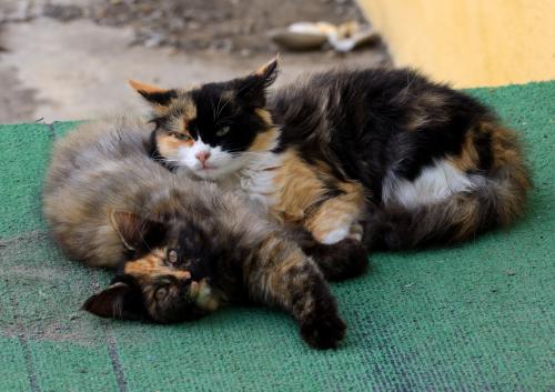 ��������