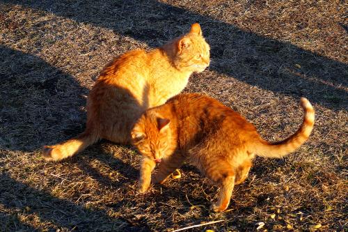 �����������  ������