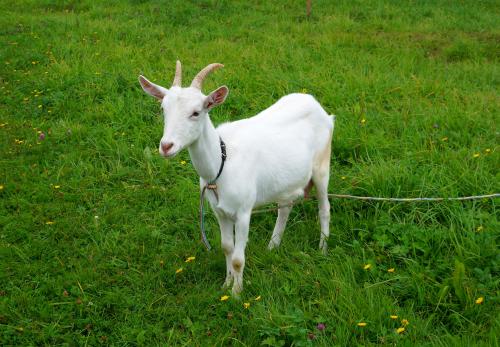 �����������  ������� 