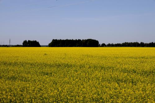 ������� ����