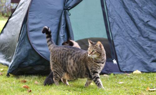 ������ � ���������