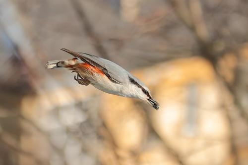 ������ ����. 