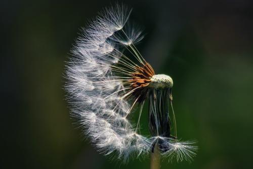 ������� ������� �����. 