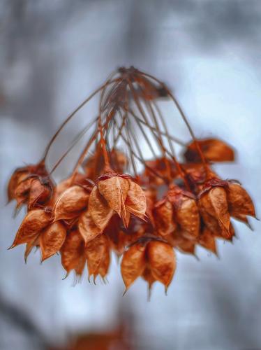 ������ ����. 