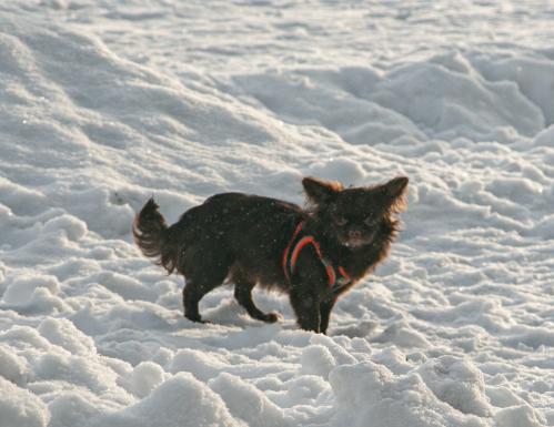 �� ��������