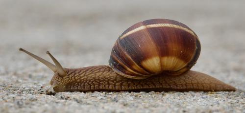 �� ������