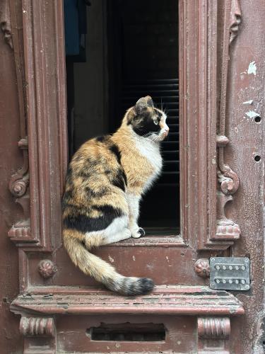 � ��������� ��������