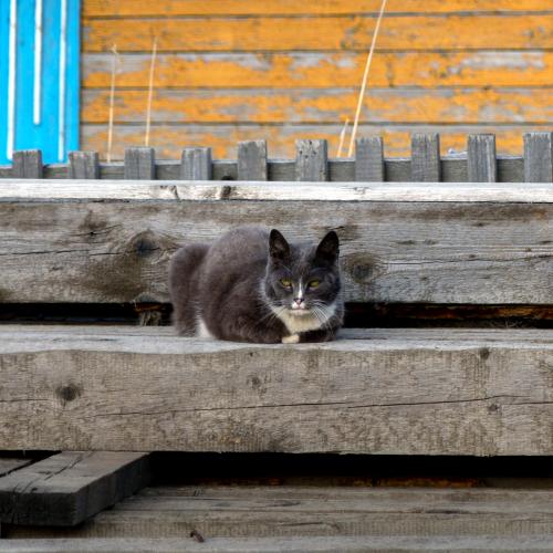 ����������� �������