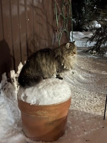 ������ �����